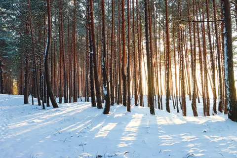 Snowy Forest 4K Wallpaper · winter · 3840×2560