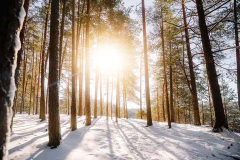 Snowy Forest 4K Wallpaper · winter · 3840×2560