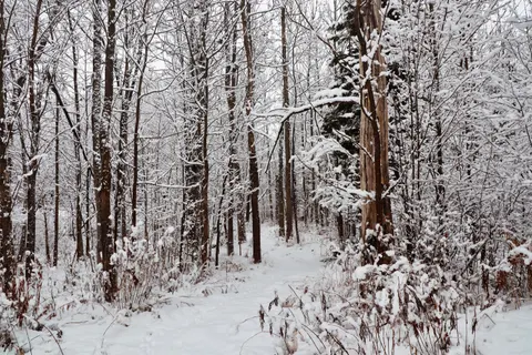 Snowy Forest 4K Wallpaper · winter · 3840×2560