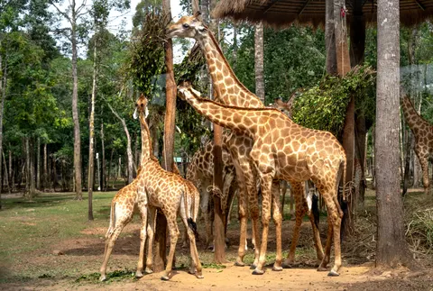 Giraffe 4K Wallpaper · animals · 3840×2589