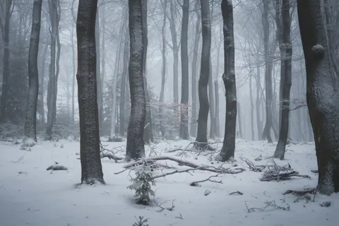 Snowy Forest 4K Wallpaper · winter · 3840×2560