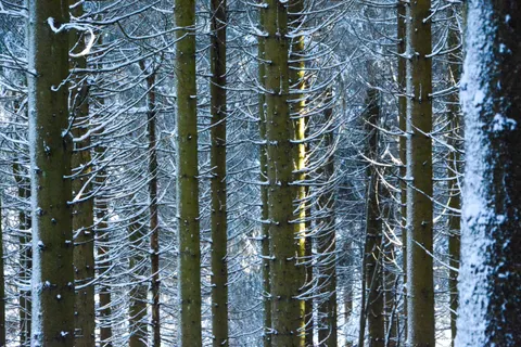 Snowy Forest 4K Wallpaper · winter · 3840×2560