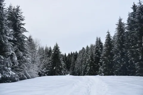 Snowy Forest 4K Wallpaper · winter · 3840×2560