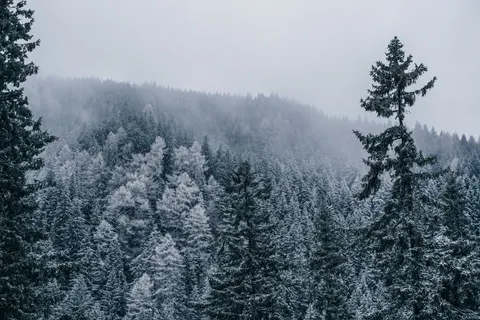 Snowy Forest 4K Wallpaper · winter · 3840×2560