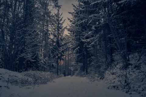 Snowy Forest 4K Wallpaper · winter · 3840×2560