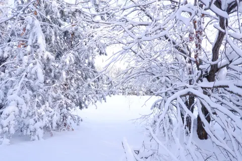 Snowy Forest 4K Wallpaper · winter · 3840×2560