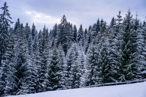 Snowy Forest 4K Wallpaper · winter · 3840×2560