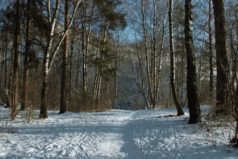 Snowy Forest 4K Wallpaper · winter · 3840×2560