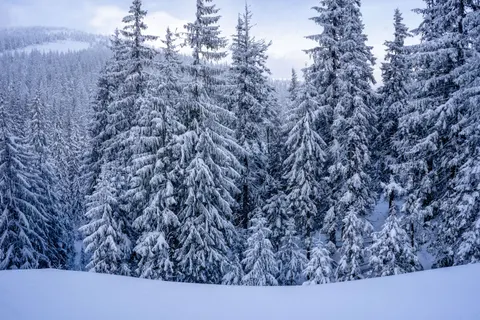 Snowy Forest 4K Wallpaper · winter · 3840×2560