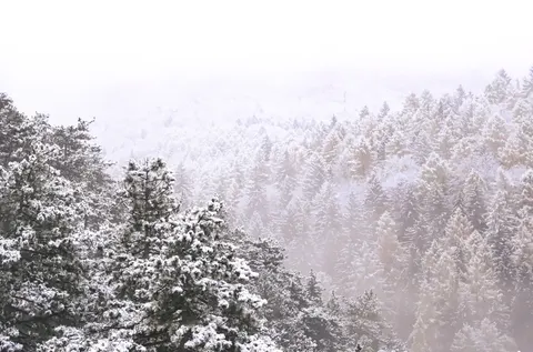 Snowy Forest 4K Wallpaper · winter · 3840×2535