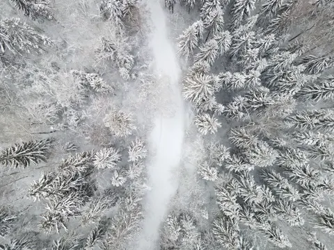 Snowy Forest 4K Wallpaper · winter · 3840×2880