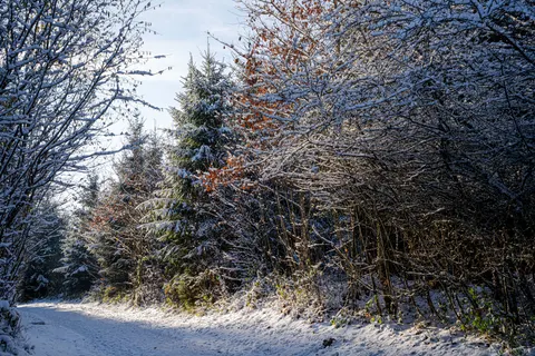 Snowy Forest 4K Wallpaper · winter · 3840×2560