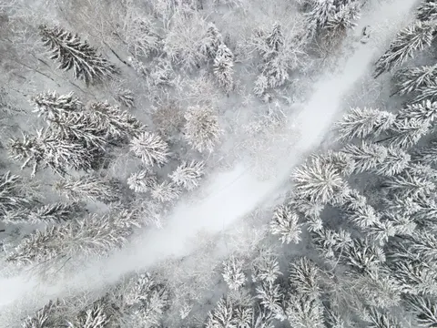 Snowy Forest 4K Wallpaper · winter · 3840×2880