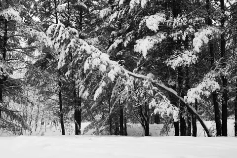 Snowy Forest 4K Wallpaper · winter · 3840×2563