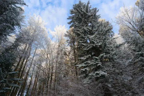 Snowy Forest 4K Wallpaper · winter · 3840×2560