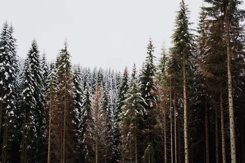 Snowy Forest 4K Wallpaper · winter · 3840×2560