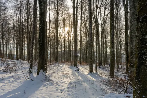 Snowy Forest 4K Wallpaper · winter · 3840×2560