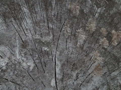Snowy Forest 4K Wallpaper · winter · 3840×2880