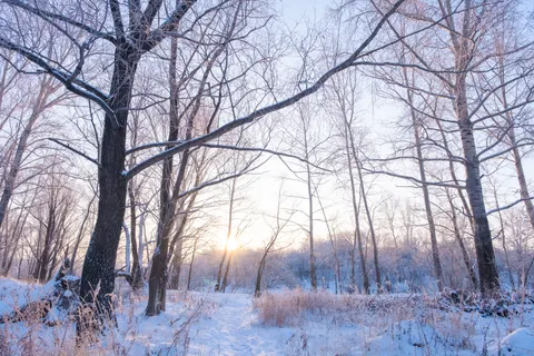 Sfondo Foresta innevata 4K · winter · 3840×2560
