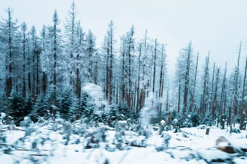 Snowy Forest 4K Wallpaper · winter · 3840×2560