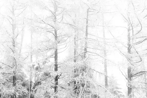 Snowy Forest 4K Wallpaper · winter · 3840×2560