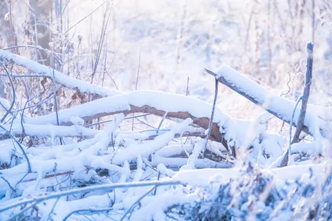 Snowy Forest 4K Wallpaper · winter · 3840×2560