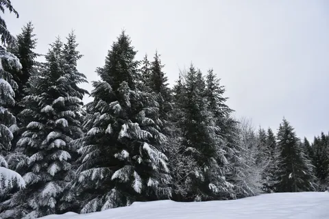 Snowy Forest 4K Wallpaper · winter · 3840×2560