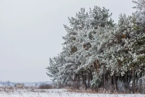 Snowy Forest 4K Wallpaper · winter · 3840×2563