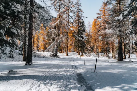 Snowy Forest 4K Wallpaper · winter · 3840×2560