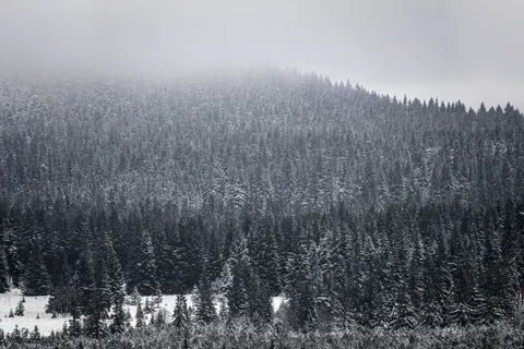 Snowy Forest 4K Wallpaper · winter · 3840×2560