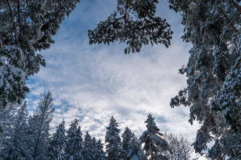 Snowy Forest 4K Wallpaper · winter · 3840×2560