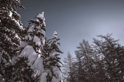 Snowy Forest 4K Wallpaper · winter · 3840×2560