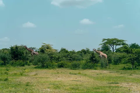 长颈鹿 4K壁纸 · animals · 3840×2560