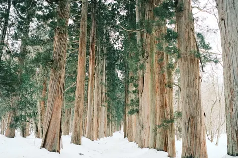 Snowy Forest 4K Wallpaper · winter · 3840×2560