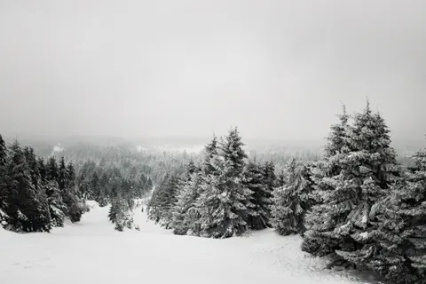 Snowy Forest 4K Wallpaper · winter · 3840×2560