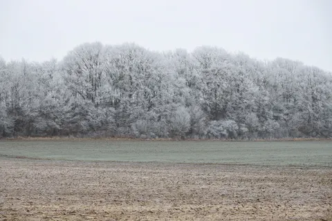 والپیپر جنگل برفی با کیفیت 4K · winter · 3840×2560
