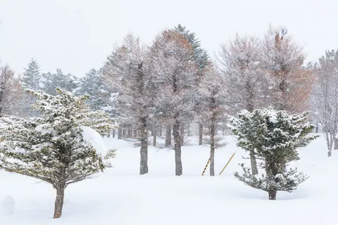 Snowy Forest 4K Wallpaper · winter · 3840×2561