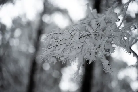 Snowy Forest 4K Wallpaper · winter · 3840×2560