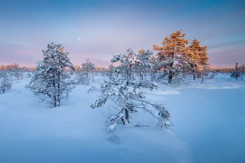 Snowy Forest 4K Wallpaper · winter · 3840×2560