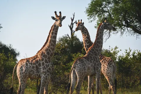 Giraffe 4K Wallpaper · animals · 3840×2555
