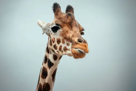 Fondo de pantalla Jirafa 4K · animals · 3840×2560