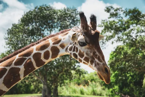 Sfondo Giraffa 4K · animals · 3840×2560