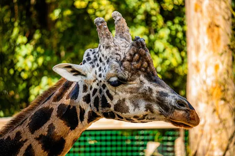 والپیپر زرافه با کیفیت 4K · animals · 3840×2560