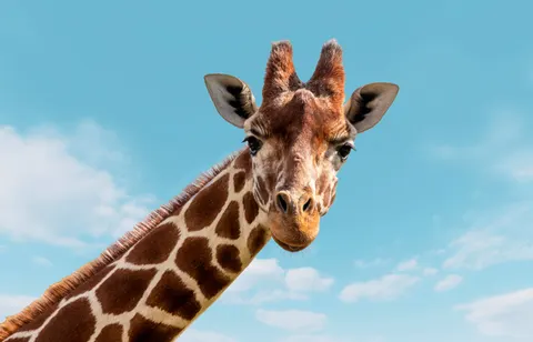 Sfondo Giraffa 4K · animals · 3840×2470
