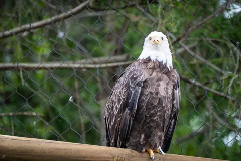 Flying Eagle 4K Wallpaper · birds · 3840×2560