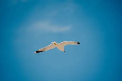 Flying Eagle 4K Wallpaper · birds · 3840×2561