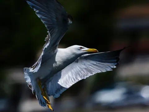 Flying Eagle 4K Wallpaper · birds · 3840×2880
