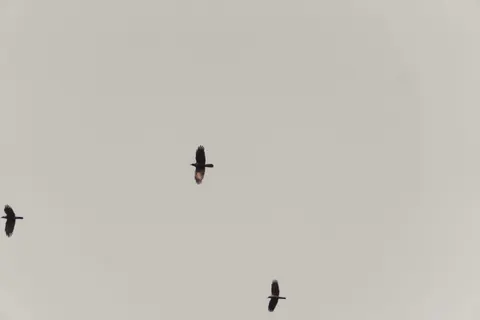 Flying Eagle 4K Wallpaper · birds · 3840×2560