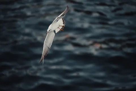 خلفية نسر يحلق بدقة 4K · birds · 3840×2560