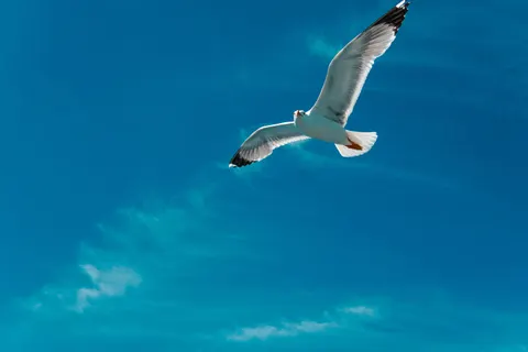 Flying Eagle 4K Wallpaper · birds · 3840×2560